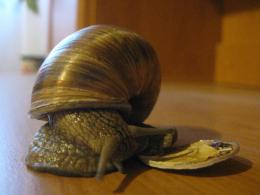 snail escape